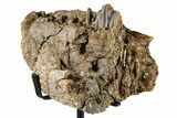 Hadrosaur (Edmontosaurus) Jaw Section with Teeth - Wyoming #377640-3
